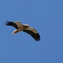 IMG 5600