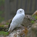 IMG 0043