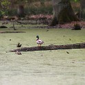 IMG 9960
