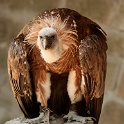 IMG 4386