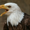 IMG 4419