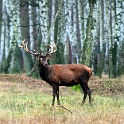 IMG 4825 1