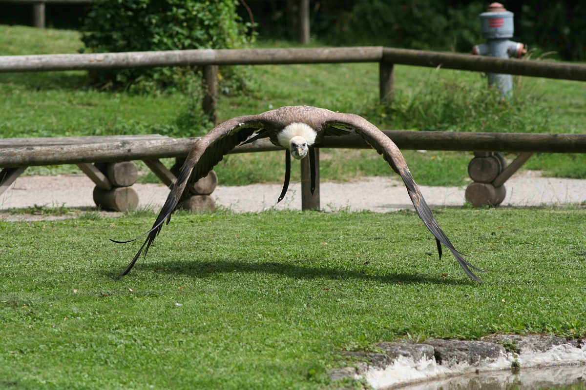 IMG 9335