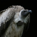 IMG 9256