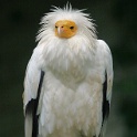 IMG 3669  grr :