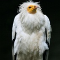 IMG 3742  ist da wer ?