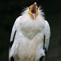 IMG 3744  :-)