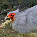 IMG 0424-1