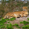 IMG 0516-1