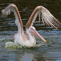 IMG 0608-1
