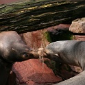 IMG 7097