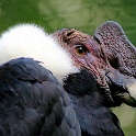 IMG 7347