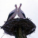 IMG 4963