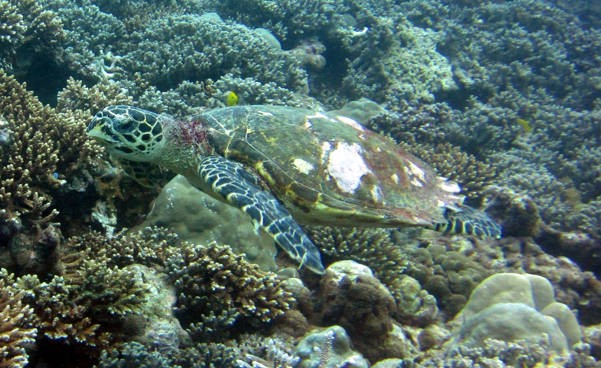 IMG 0327 1