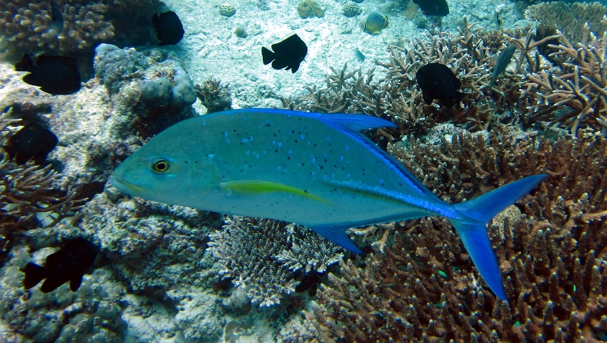 IMG 0566