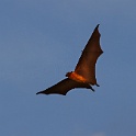 IMG 0225-1