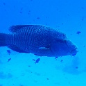 IMG 1453-1