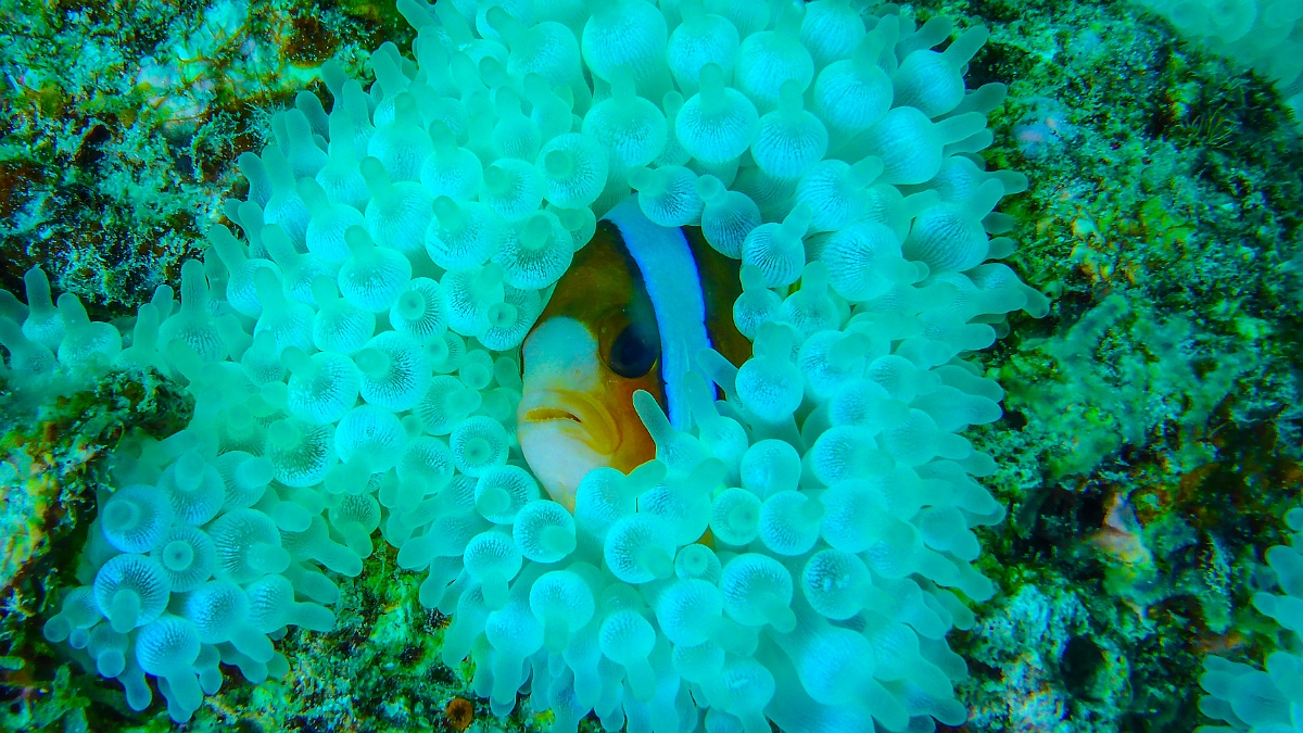 P1000210