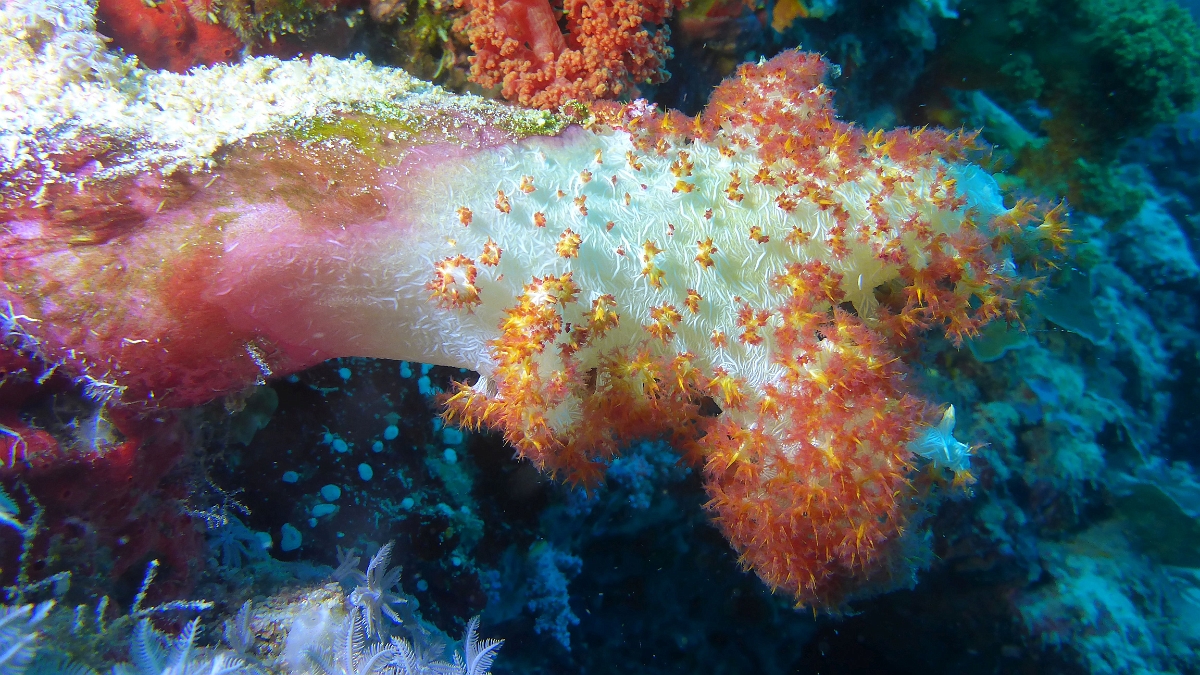 P1020775