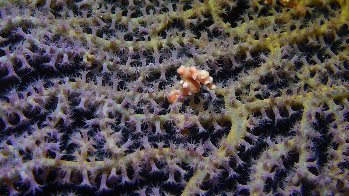 P1020852