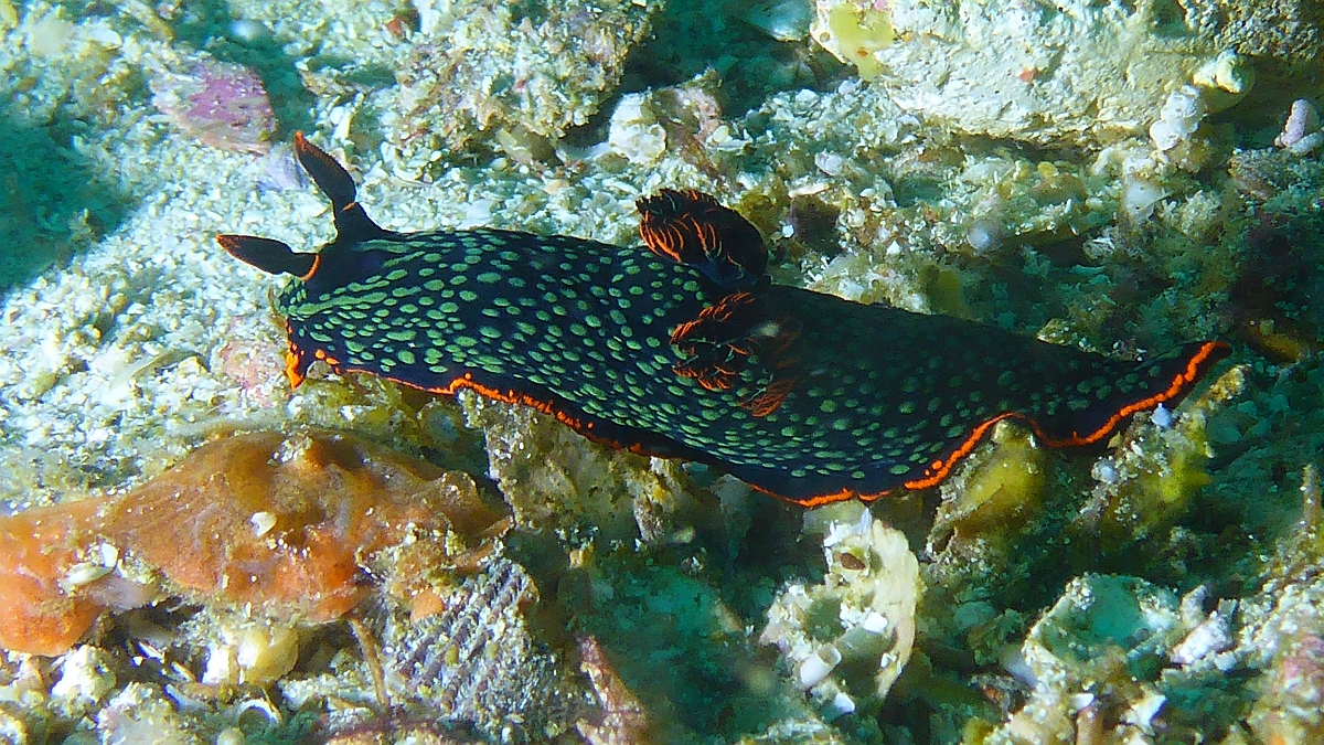 P1030544