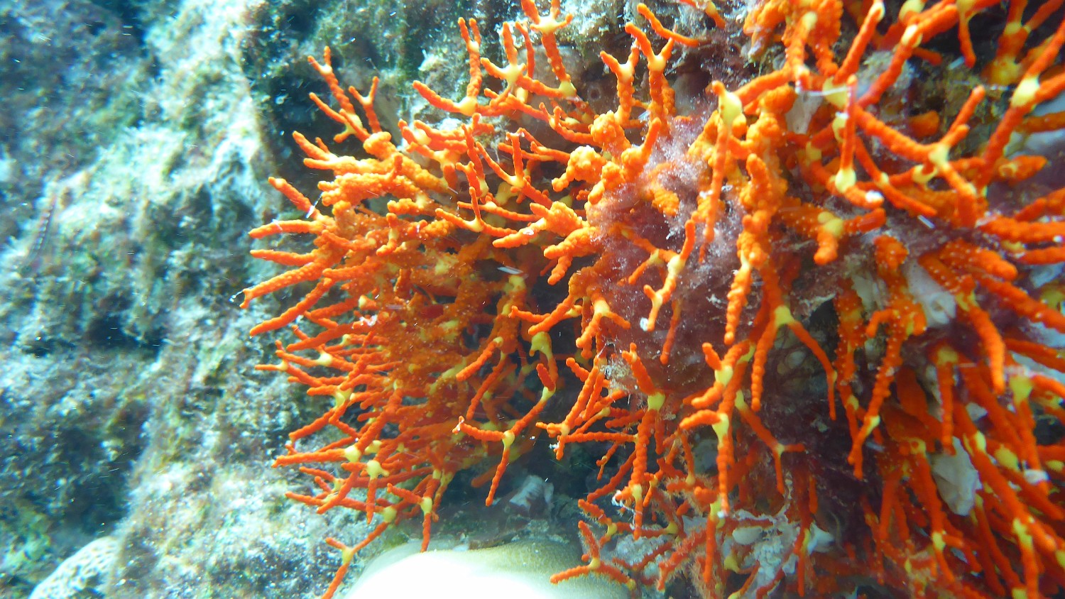 P1040712